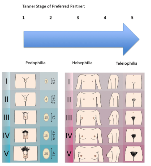 Sự phát triển của các bộ phận cơ thể giai đoạn tuổi dậy thì