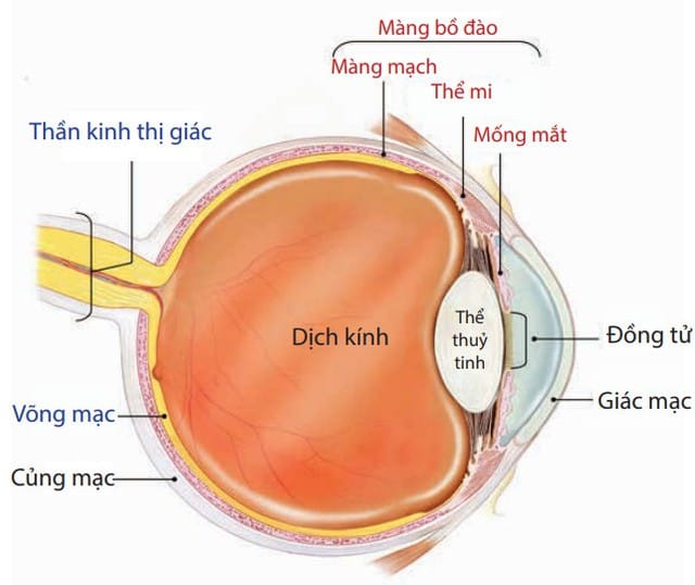 Viêm màng bồ đào là một bệnh lý cấp cứu về mắt.