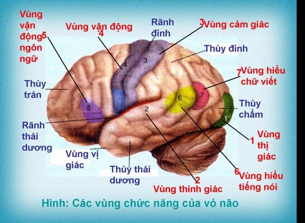 Trẻ chậm nói có thể mắc bệnh lý về não hoặc thần kinh