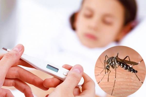 Sốt xuất huyết do virus Dengue gây ra là một dạng bệnh truyền nhiễm cấp tính.
