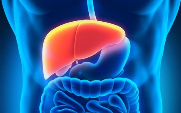 Suy gan cấp xảy ra khi tình trạng gan mất chức năng do các tế bào gan bị tổn thương và chết với số lượng lớn.