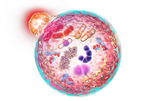 NPD được phân 3 loại (tuýp) A,B và C, loại C được coi là Alzheimer ở trẻ em