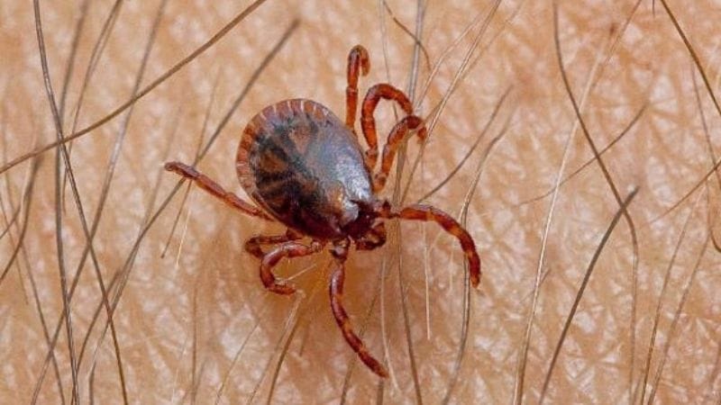 Mầm bệnh do ve chó gây ra rất nguy hiểm nếu chúng ta tiếp xúc với thú nuôi, thú cưng và bị đốt.