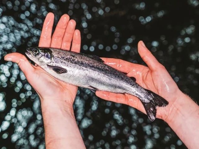 Hai loại EPA và DHA có trong các loại cá chứa nhiều chất béo như cá thu, cá hồi, cá ngừ và cũng được cung cấp rộng rãi trên thị trường dưới dạng các sản phẩm bổ sung.