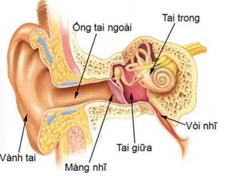 Viêm tai giữa cấp mủ ở trẻ và những điều cần biết